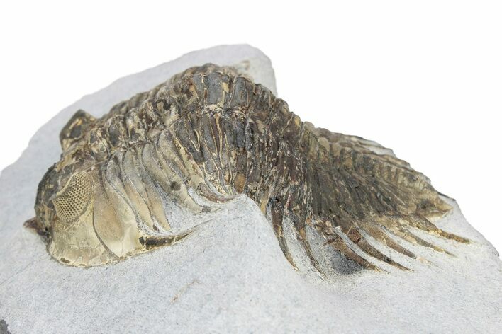 Rare Treveropyge Berbera Trilobite - Bou Lachrhal, Morocco #299842